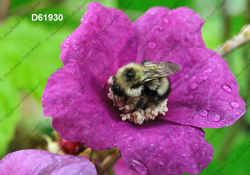 Half-black Bumble Bee (Bombus vagans)